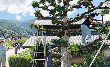 孫の手プロジェクト